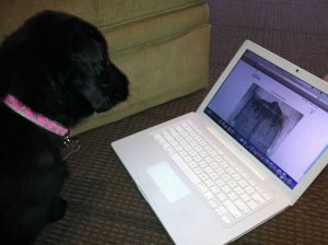 Pippa Monitoring the Web Cam
