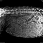 Rock-It's X-Ray from 20180405 Showing 9 Puppies